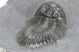 Thysanopeltis Trilobite - Boudib, Morocco #240493-3